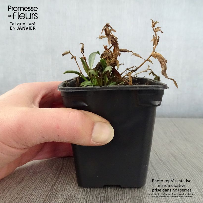 Exemplar von Aster dumosus Early Blue - Kissen-Aster Kleine Töpfe von 7/8 cm wie im Winter geliefert