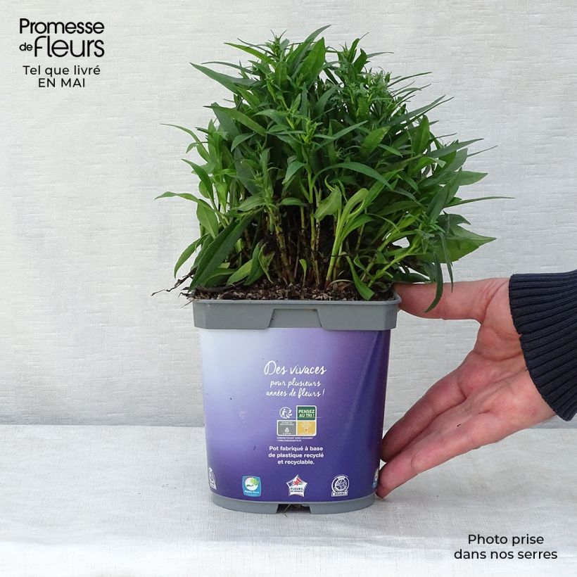 Exemplar von Aster dumosus Lady In Blue - Kissen-Aster Topf mit 2L/3L wie im Frühjahr geliefert