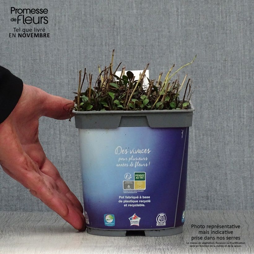 Exemplar von Aster dumosus Lady In Blue - Kissen-Aster Topf mit 2L/3L wie im Herbst geliefert