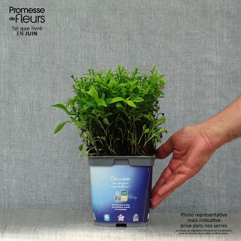 Exemplar von Aster dumosus Lady In Blue - Kissen-Aster Topf mit 2L/3L wie im Sommer geliefert
