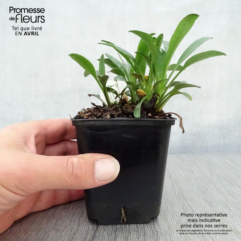 Exemplar von Aster dumosus Marjorie - Kissen-Aster Kleine Töpfe von 8/9 cm wie im Frühjahr geliefert