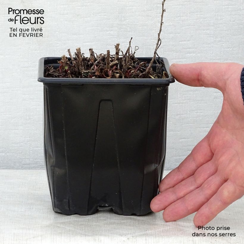 Exemplar von Aster dumosus Marjorie - Kissen-Aster Topf mit 2L/3L wie im Winter geliefert