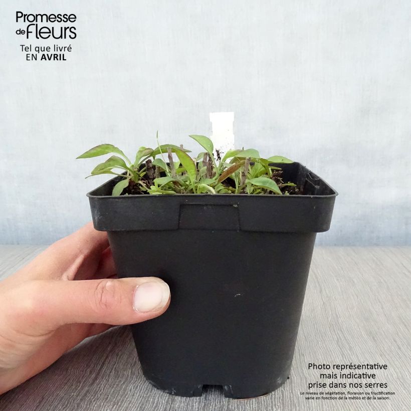 Exemplar von Aster dumosus Marjorie - Kissen-Aster Topf mit 2L/3L wie im Frühjahr geliefert