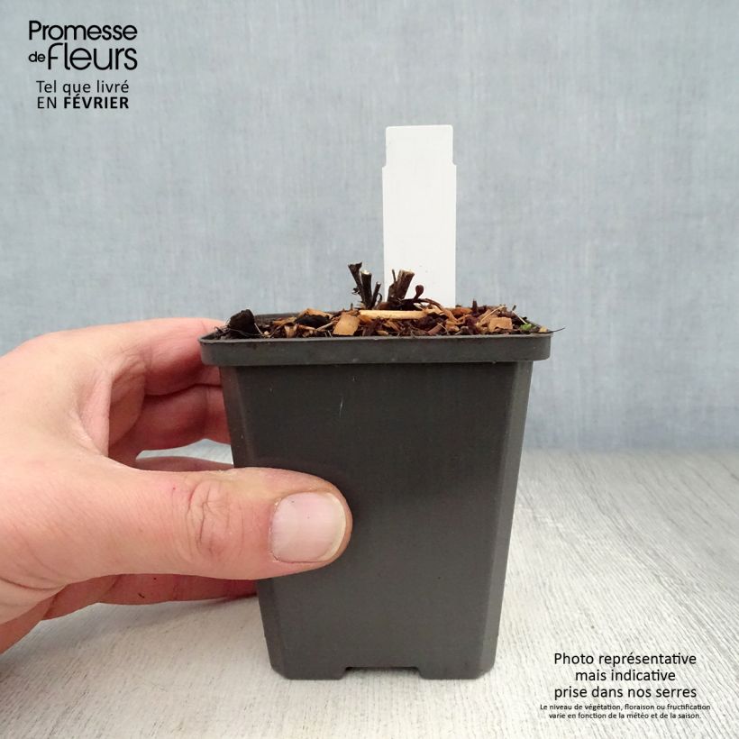 Exemplar von Aster dumosus Neron - Kissen-Aster Kleine Töpfe von 8/9 cm wie im Winter geliefert