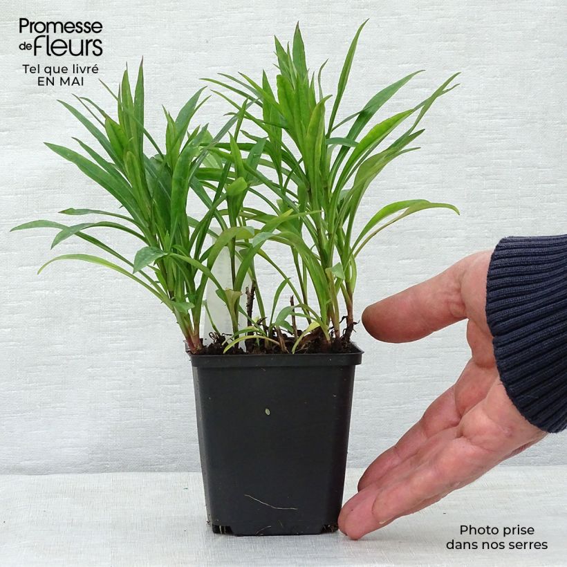 Exemplar von Aster dumosus Peter Harrison - Kissen-Aster Kleine Töpfe von 8/9 cm wie im Frühjahr geliefert