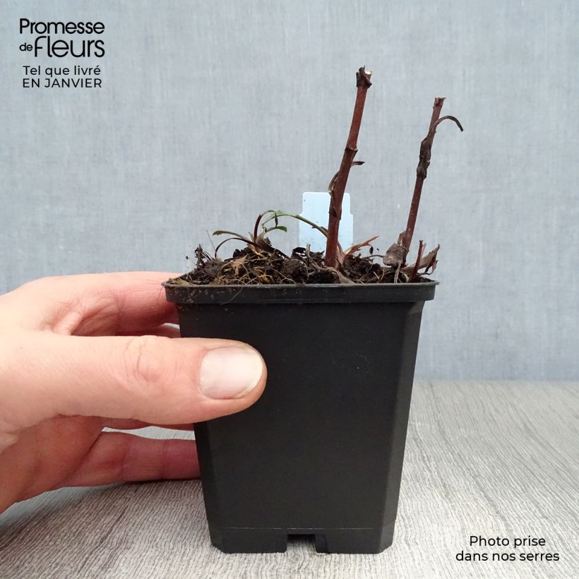 Exemplar von Aster dumosus Peter Harrison - Kissen-Aster Kleine Töpfe von 8/9 cm wie im Winter geliefert