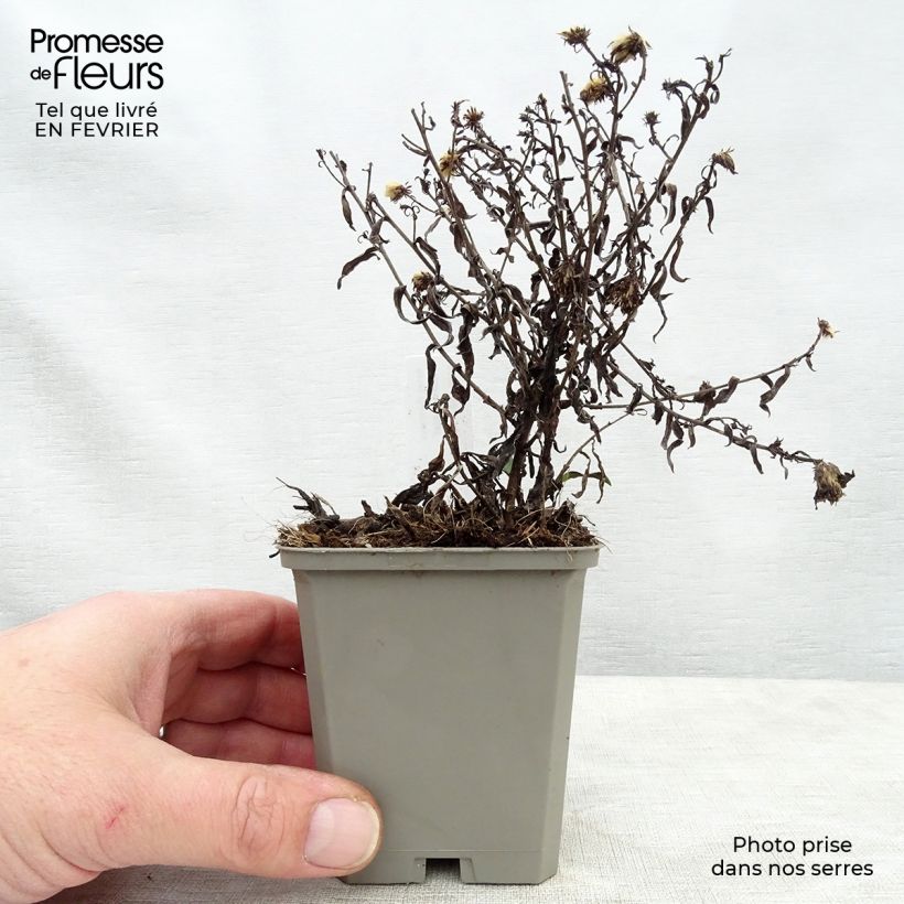 Exemplar von Aster dumosus Rosenwichtel - Kissen-Aster Kleine Töpfe von 8/9 cm wie im Winter geliefert