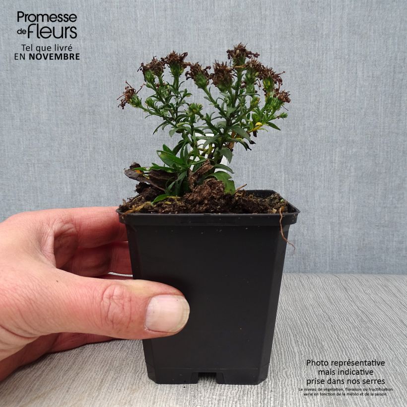 Exemplar von Aster dumosus Rosenwichtel - Kissen-Aster Kleine Töpfe von 8/9 cm wie im Herbst geliefert