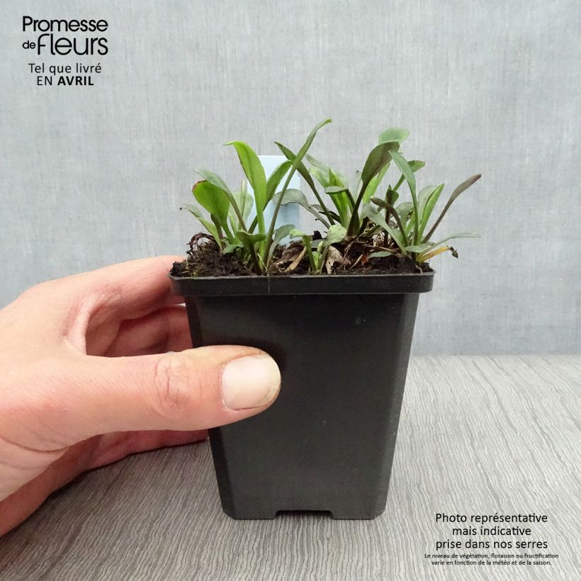 Exemplar von Aster dumosus Rosenwichtel - Kissen-Aster Kleine Töpfe von 8/9 cm wie im Frühjahr geliefert