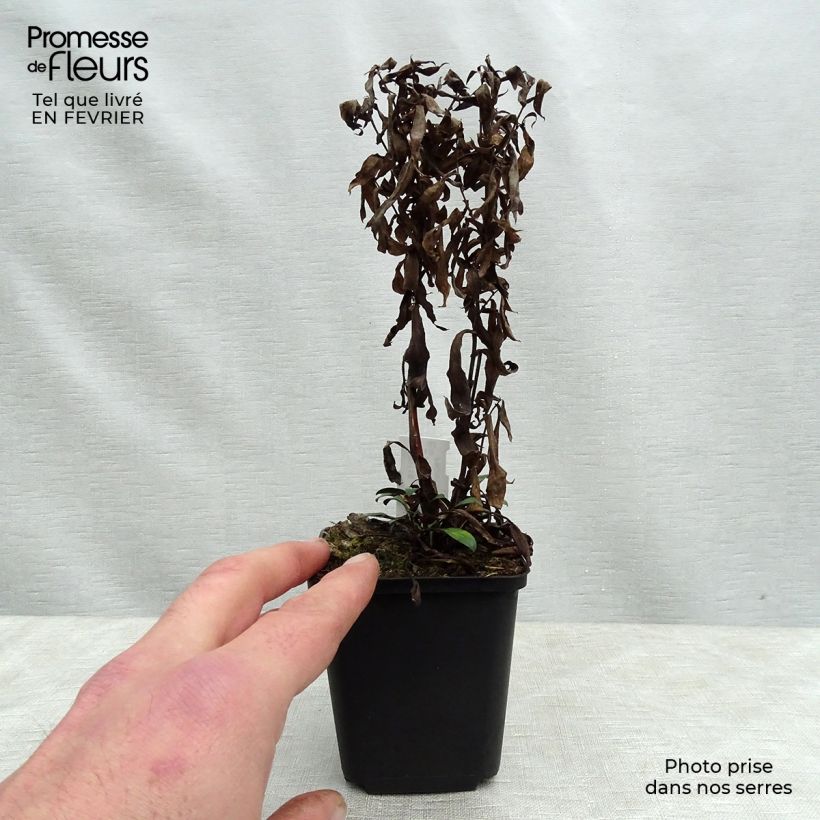 Exemplar von Aster dumosus Samoa - Kissen-Aster Kleine Töpfe von 8/9 cm wie im Winter geliefert