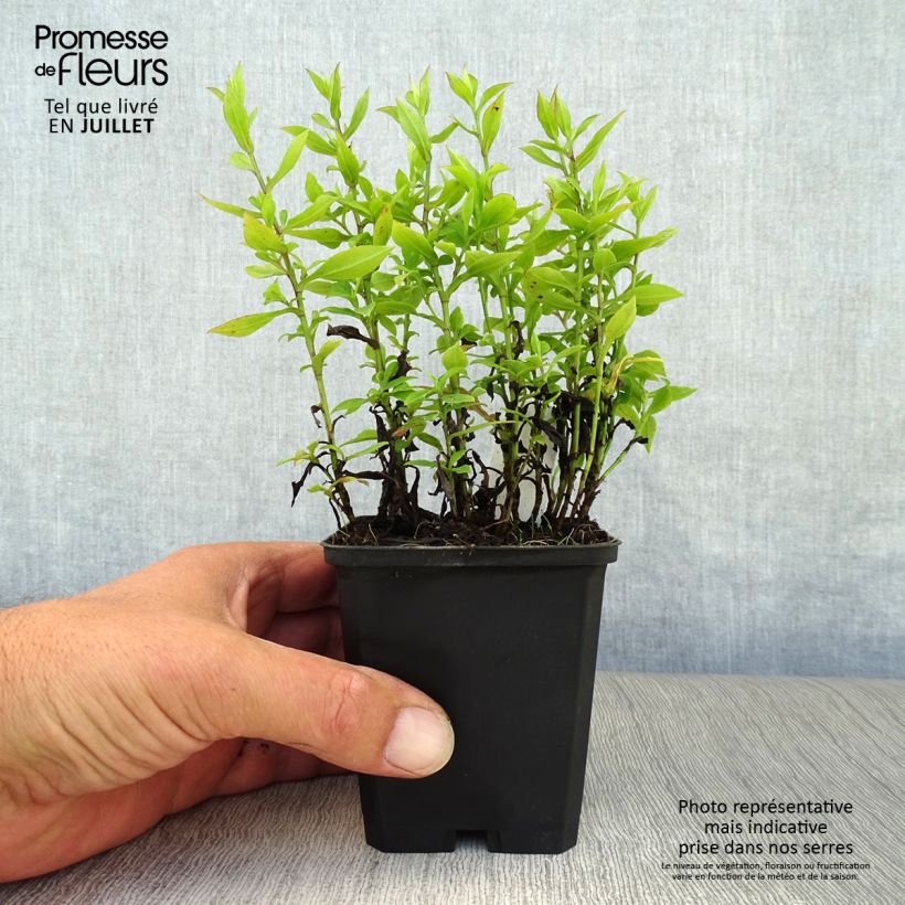 Exemplar von Aster dumosus Schneekissen - Kissen-Aster Kleine Töpfe von 8/9 cm wie im Sommer geliefert