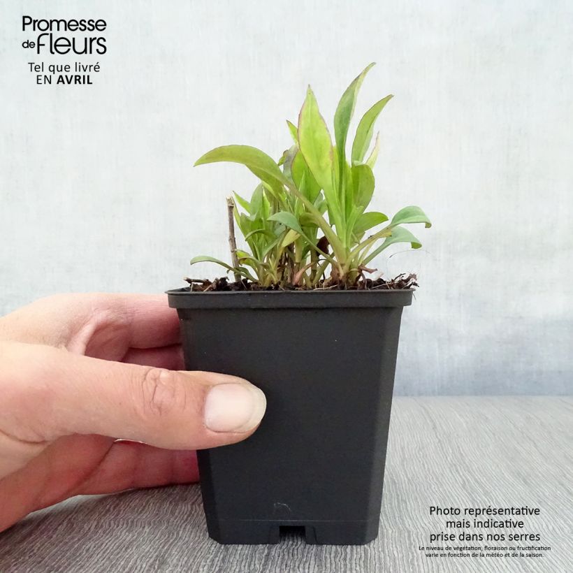 Exemplar von Aster dumosus Schneekissen - Kissen-Aster Kleine Töpfe von 8/9 cm wie im Frühjahr geliefert