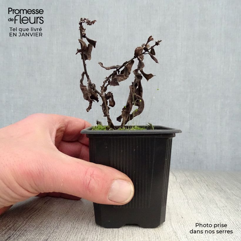 Exemplar von Aster dumosus Silberblaukissen - Kissen-Aster Kleine Töpfe von 8/9 cm wie im Winter geliefert