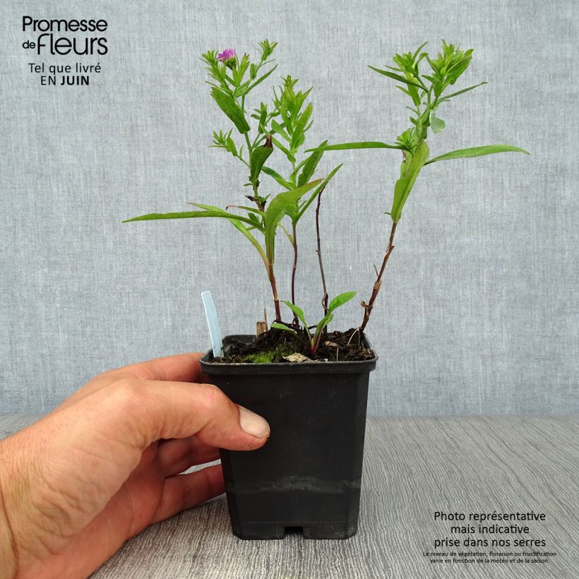 Exemplar von Aster dumosus Starlight - Kissen-Aster Kleine Töpfe von 8/9 cm wie im Sommer geliefert