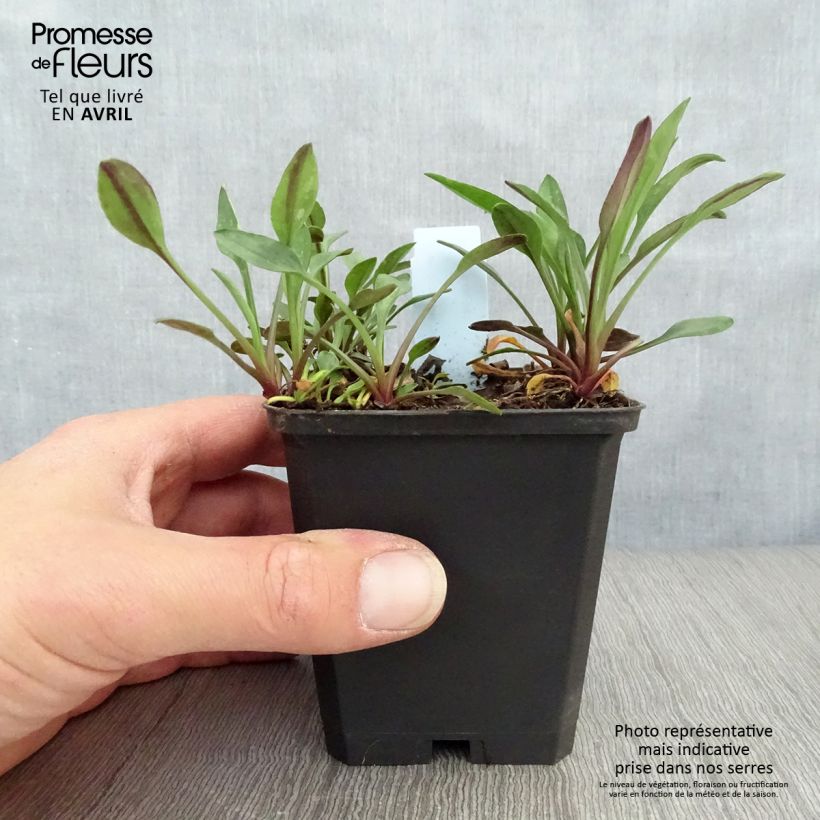 Exemplar von Aster dumosus Starlight - Kissen-Aster Kleine Töpfe von 8/9 cm wie im Frühjahr geliefert