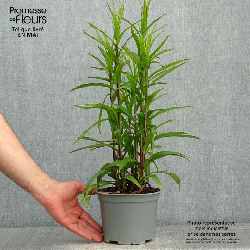 Exemplar von Aster dumosus Starlight - Kissen-Aster Topf mit 2L/3L wie im Frühjahr geliefert