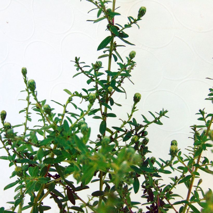 Aster ericoïdes Blue Star - Myrten Aster (Laub)
