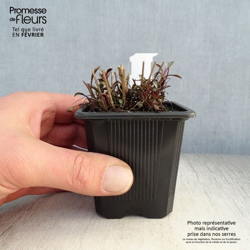 Exemplar von Aster ericoïdes Esther - Myrten Aster Kleine Töpfe von 8/9 cm wie im Winter geliefert