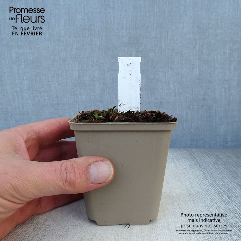 Exemplar von Aster ericoïdes Lovely - Myrten Aster Kleine Töpfe von 8/9 cm wie im Winter geliefert