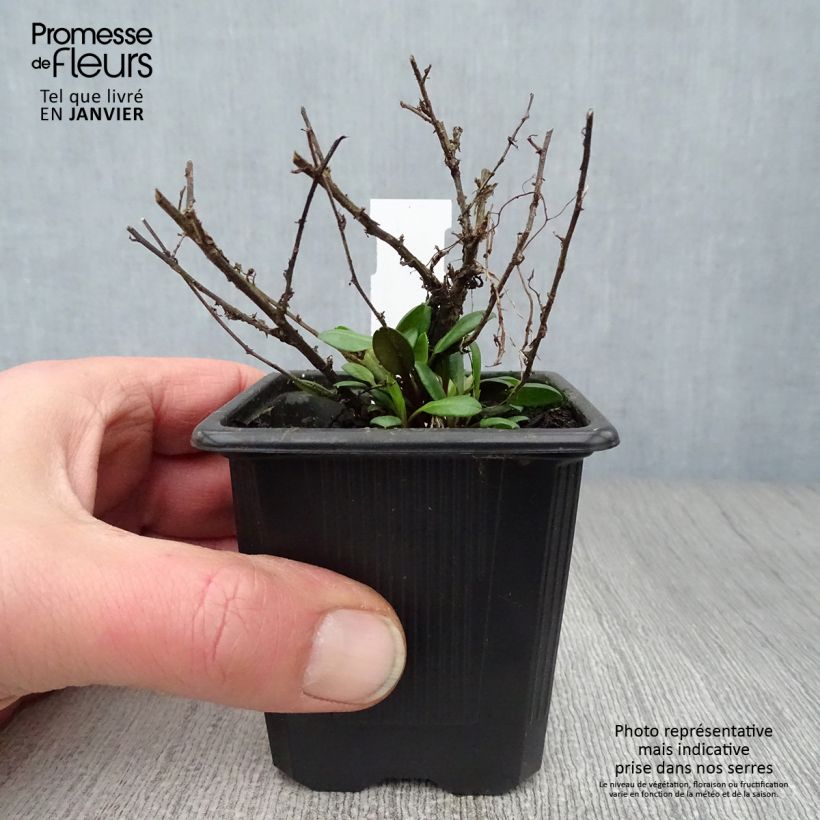 Exemplar von Aster ericoïdes Pink Cloud - Myrten Aster Kleine Töpfe von 7/8 cm wie im Winter geliefert