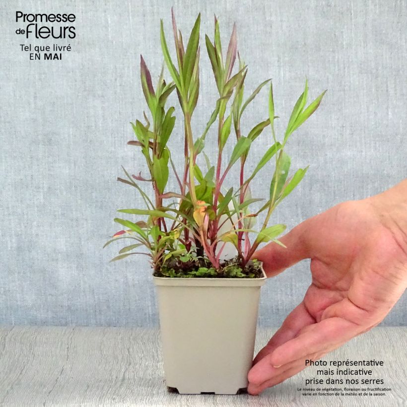 Exemplar von Aster ericoïdes Pink Cloud - Myrten Aster Kleine Töpfe von 7/8 cm wie im Frühjahr geliefert