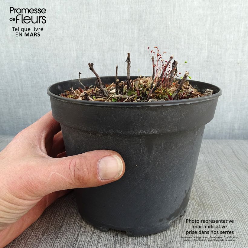 Exemplar von Aster ericoïdes Pink Cloud - Myrten Aster Topf mit 2L/3L wie im Winter geliefert