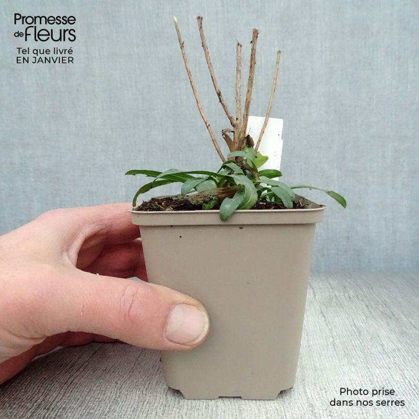 Exemplar von Aster ericoïdes Schneetanne - Myrten Aster Kleine Töpfe von 8/9 cm wie im Winter geliefert