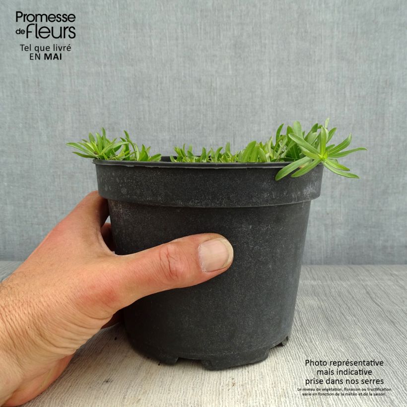 Exemplar von Aster ericoïdes f. prostratus Snow Flurry - Myrten Aster Topf mit 2L/3L wie im Frühjahr geliefert