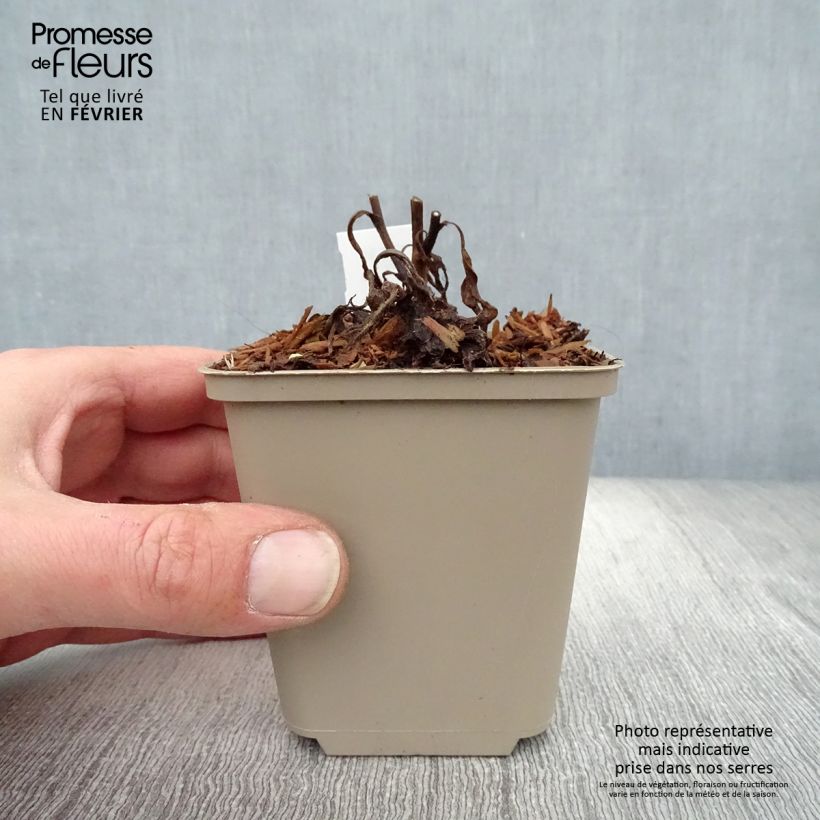 Exemplar von Aster frikartii Jungfrau - Sommer-Aster Kleine Töpfe von 8/9 cm wie im Winter geliefert