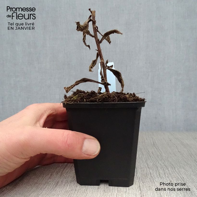 Exemplar von Aster frikartii Mönch - Sommer-Aster Kleine Töpfe von 8/9 cm wie im Winter geliefert