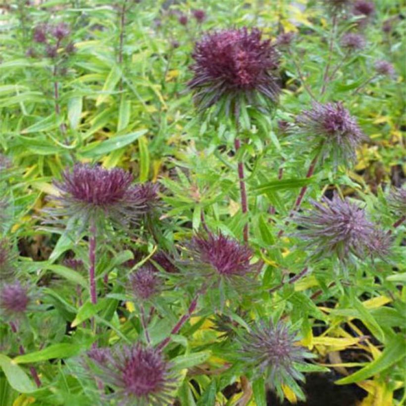 Aster novae-angliae Ann Leys - Neuenglische Aster (Blüte)