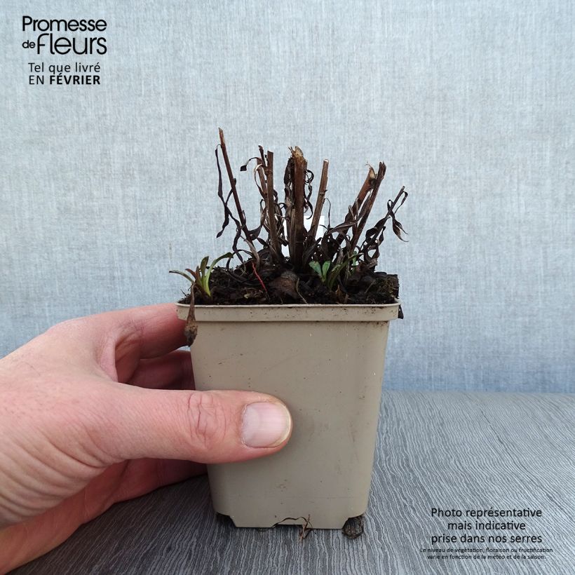 Exemplar von Aster Pink Star Kleine Töpfe von 8/9 cm wie im Winter geliefert