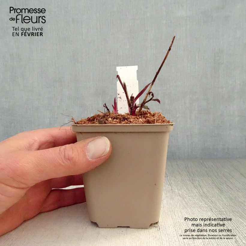 Exemplar von Aster laevis Calliope - Glatte Aster Kleine Töpfe von 8/9 cm wie im Winter geliefert