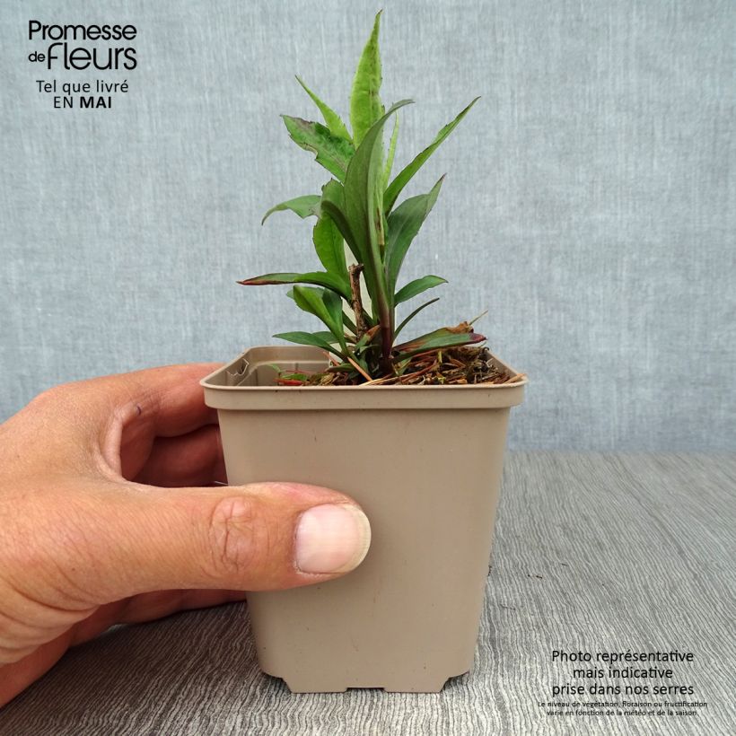 Exemplar von Aster laevis Calliope - Glatte Aster Kleine Töpfe von 8/9 cm wie im Frühjahr geliefert