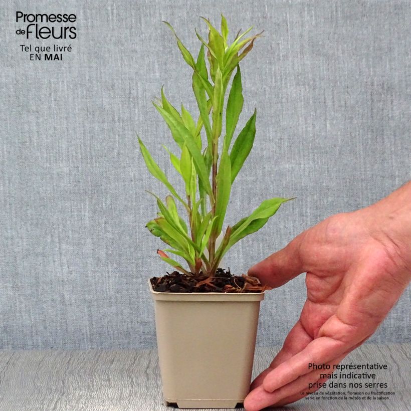 Exemplar von Aster lateriflorus Chloe - Herbstaster Kleine Töpfe von 8/9 cm wie im Frühjahr geliefert