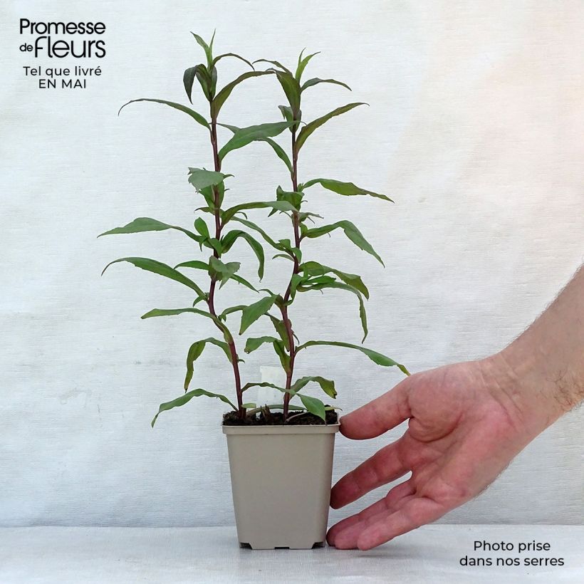 Exemplar von Aster lateriflorus Horizontalis - Herbstaster Kleine Töpfe von 8/9 cm wie im Frühjahr geliefert