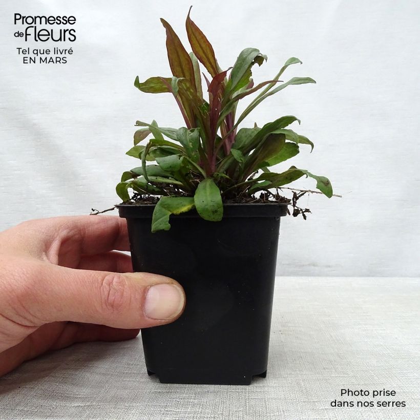 Exemplar von Aster lateriflorus Prince - Herbstaster Kleine Töpfe von 8/9 cm wie im Frühjahr geliefert