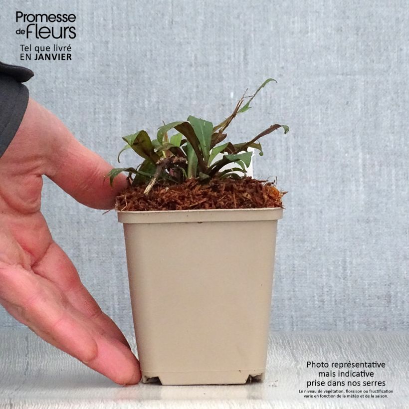 Exemplar von Aster lateriflorus Prince - Herbstaster Kleine Töpfe von 8/9 cm wie im Winter geliefert