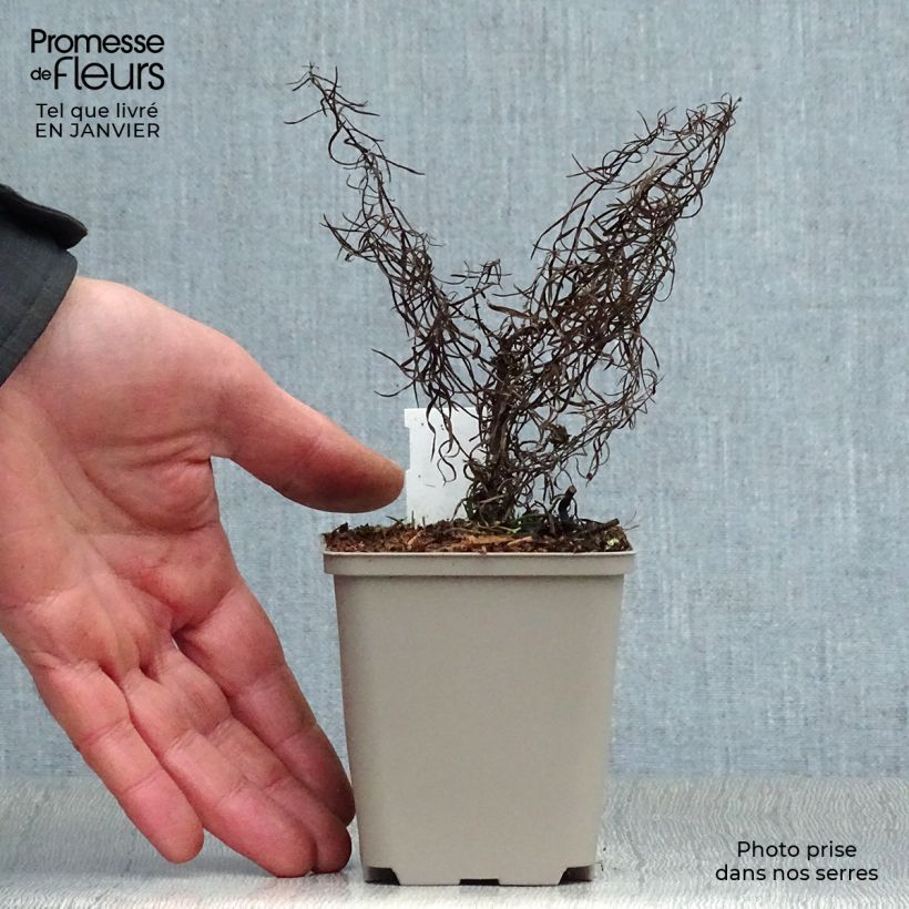 Exemplar von Aster linosyris - Goldhaar-Aster Kleine Töpfe von 8/9 cm wie im Winter geliefert