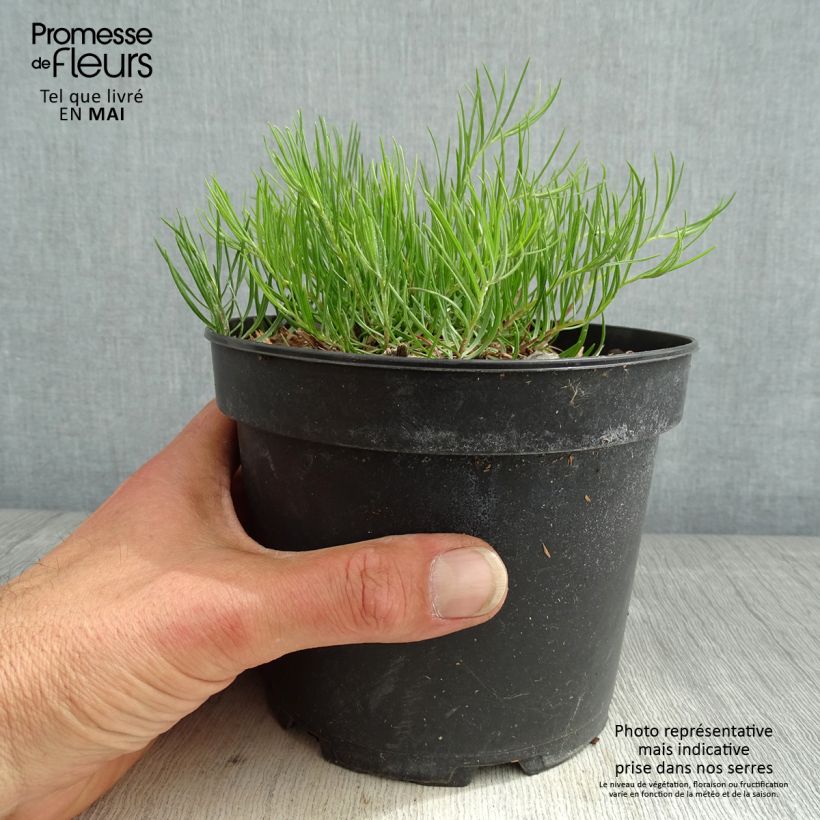 Exemplar von Aster linosyris - Goldhaar-Aster Topf mit 2L/3L wie im Frühjahr geliefert