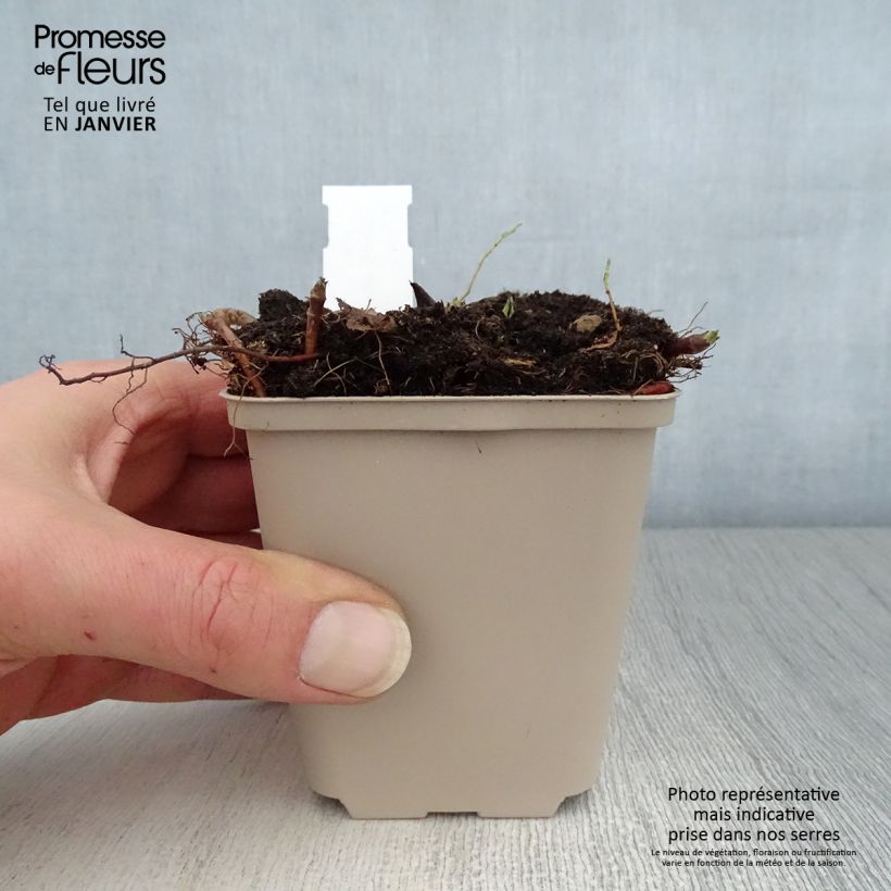 Exemplar von Aster macrophyllus Albus - Großblättrige Aster Kleine Töpfe von 8/9 cm wie im Winter geliefert