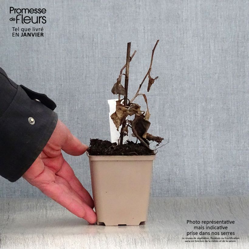 Exemplar von Aster macrophyllus - Großblättrige Aster Kleine Töpfe von 8/9 cm wie im Winter geliefert