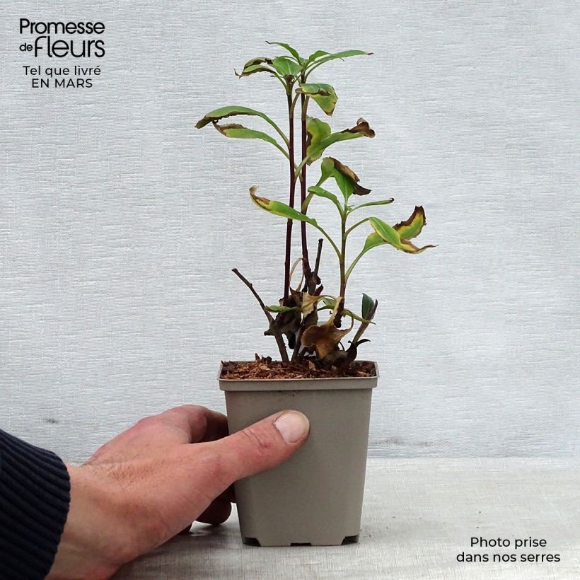 Exemplar von Aster macrophyllus Twilight - Großblättrige Aster Kleine Töpfe von 8/9 cm wie im Frühjahr geliefert