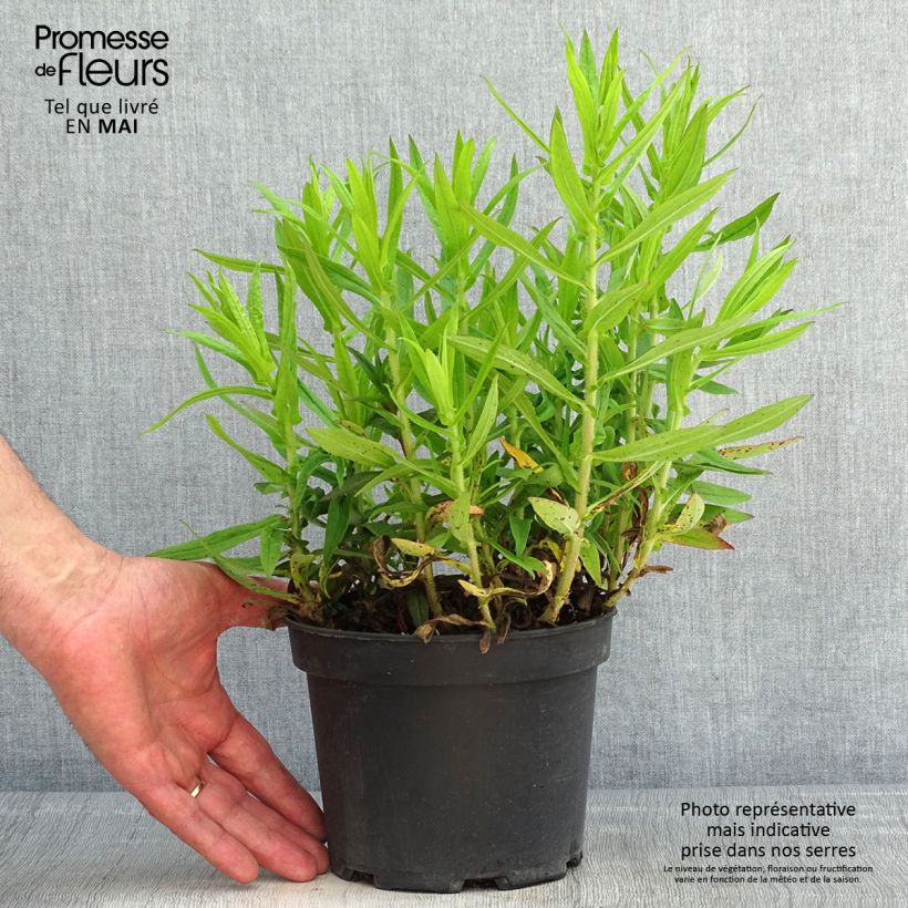 Exemplar von Aster novae-angliae Andenken an Alma Pötschke - Neuenglische Aster Topf mit 2L/3L wie im Frühjahr geliefert