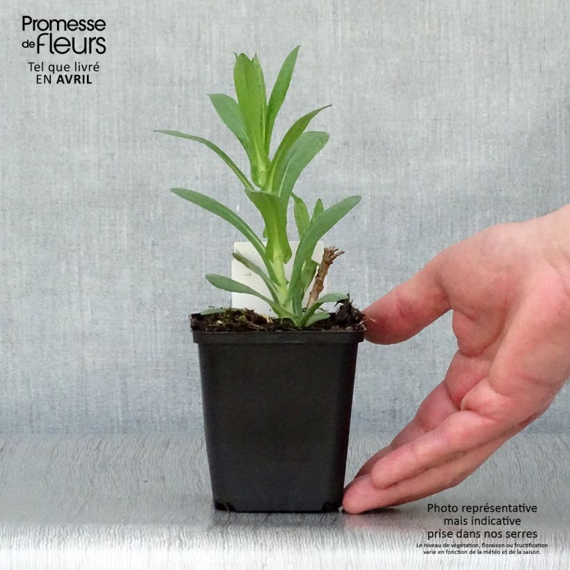 Exemplar von Aster novae-angliae Andenken an Paul Gerber - Neuenglische Aster Kleine Töpfe von 8/9 cm wie im Frühjahr geliefert