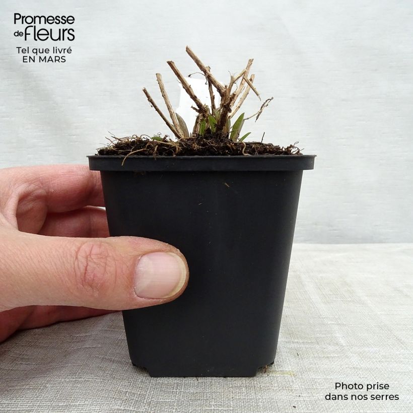 Exemplar von Aster novae-angliae Barrs Pink - Neuenglische Aster Kleine Töpfe von 8/9 cm wie im Frühjahr geliefert