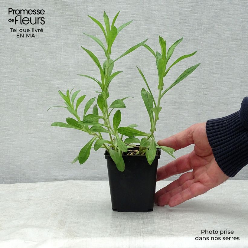 Exemplar von Aster novae-angliae Barrs Blue - Neuenglische Aster Kleine Töpfe von 8/9 cm wie im Frühjahr geliefert