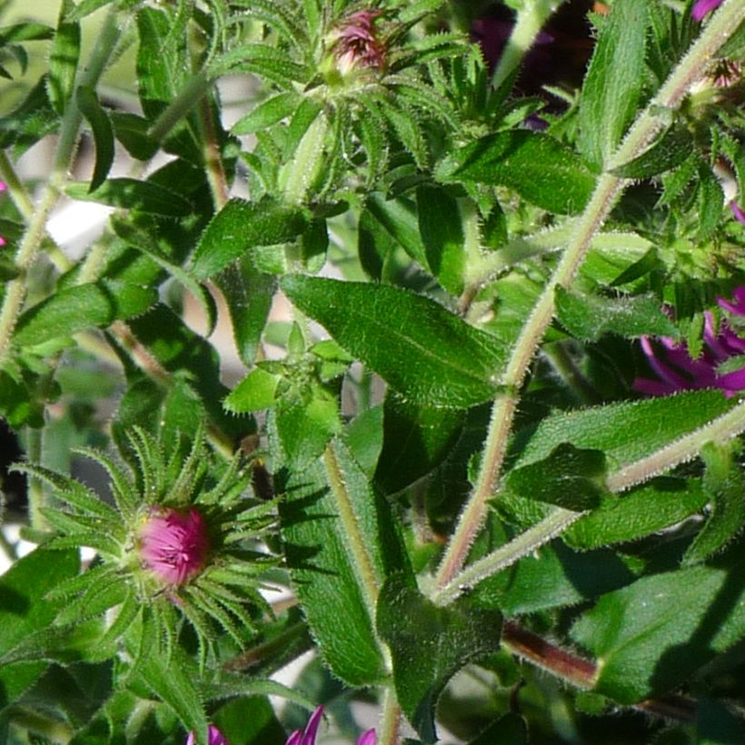 Aster novae-angliae Constanz - Neuenglische Aster (Laub)