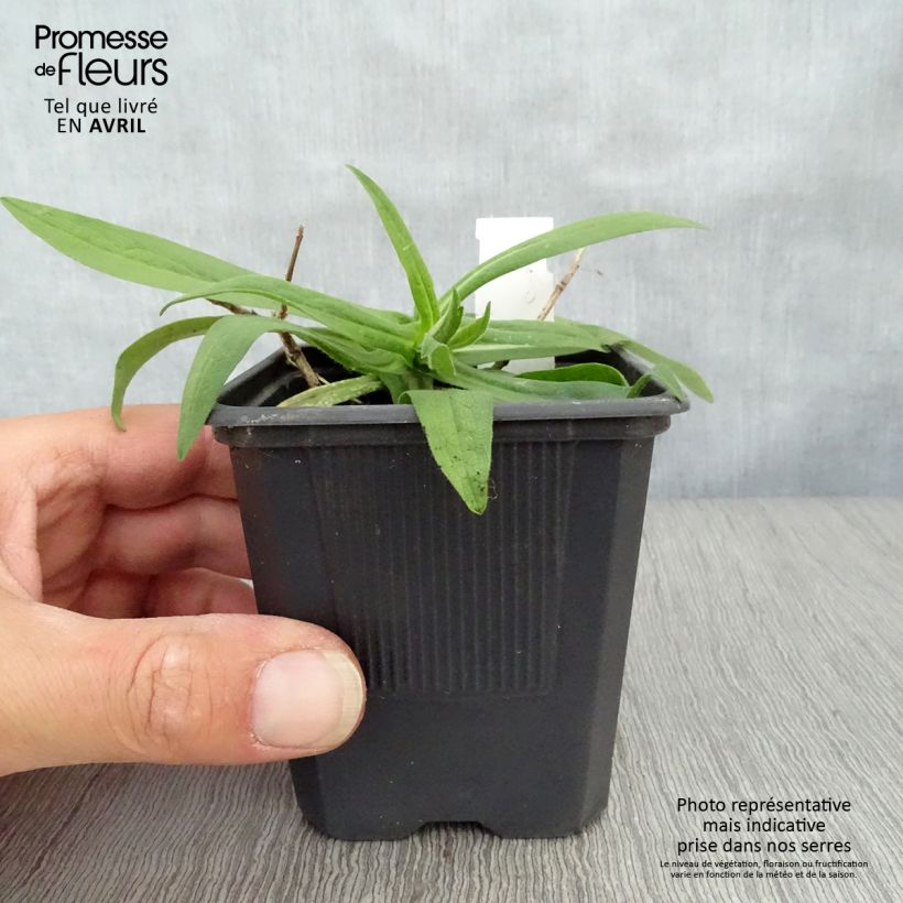 Exemplar von Aster novae-angliae Rosa Sieger - Neuenglische Aster Kleine Töpfe von 7/8 cm wie im Frühjahr geliefert