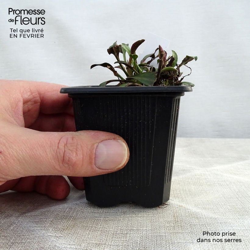 Exemplar von Aster novi-belgii Audrey - Glattblatt-Aster Kleine Töpfe von 8/9 cm wie im Winter geliefert